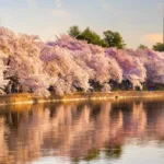 Air China Washington DC office in USA